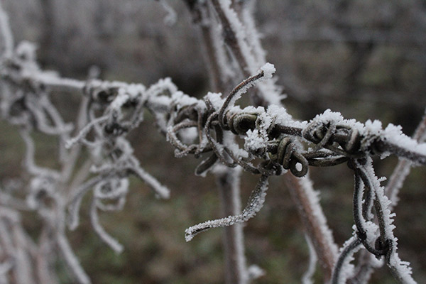 Vineyard in Winter