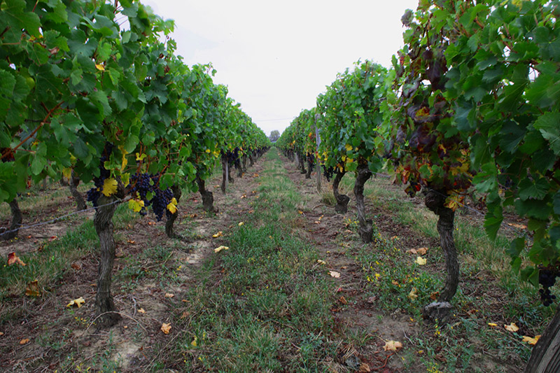 Vineyard in Summer