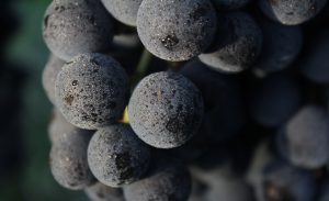vins cheminade grappe raisins